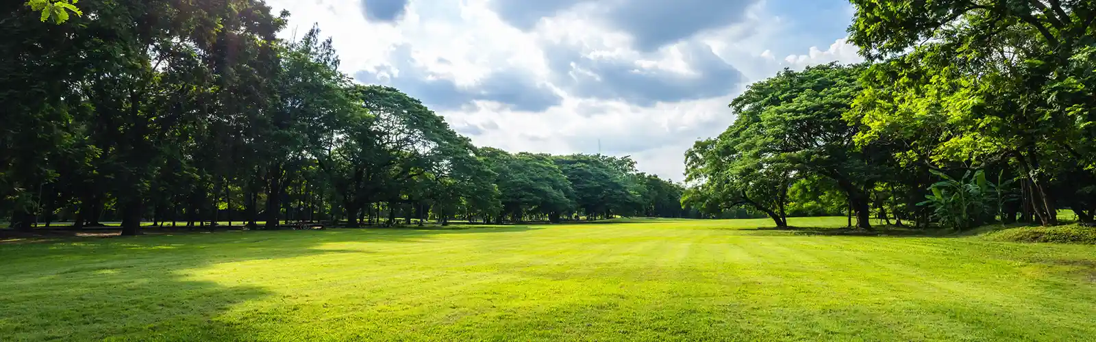 A green lush park with trees